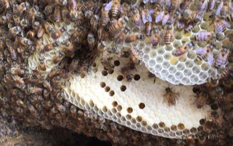 蜜蜂家裡築巢 張凱發